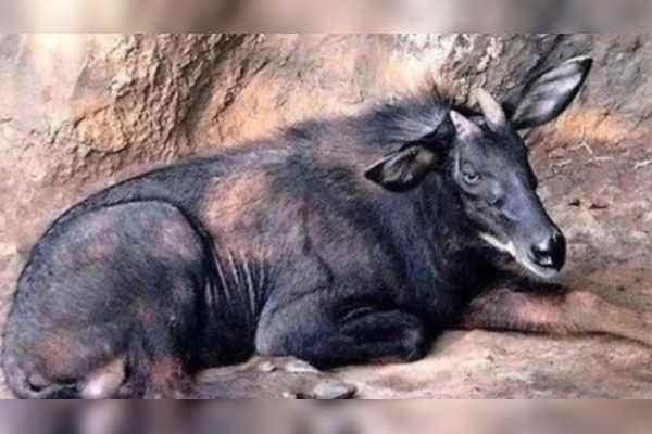 姜子牙的神兽坐骑，俗称“四不像”，到底是个啥