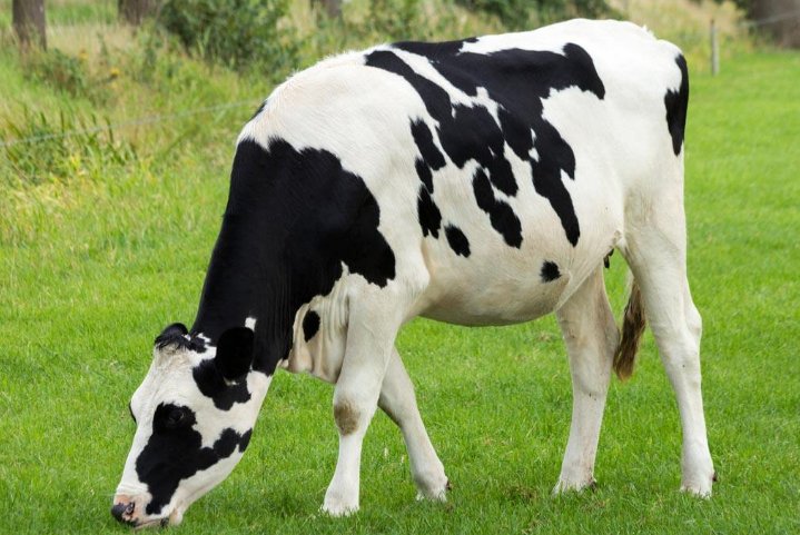 Mavorikes 的中文意思