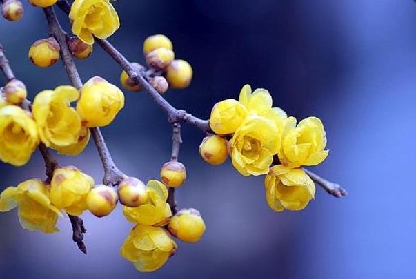 绾绾是什么意思