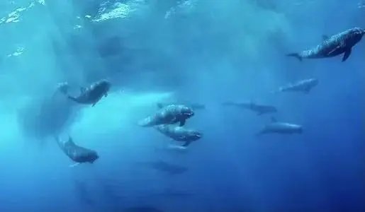 4头台州搁浅瓜头鲸成功放归大海，2头放生途中死亡，这是为什么呢？