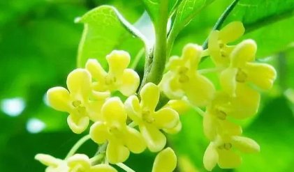 桂花香发朋友圈句子说说短语