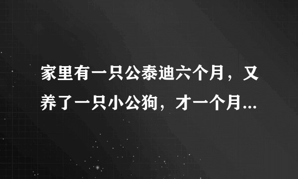 家里有一只公泰迪六个月，又养了一只小公狗，才一个月，他老是骑在人家身上怎么办？