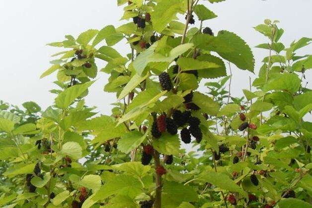 一个人在树上唱rap打一个字 脑筋急转弯