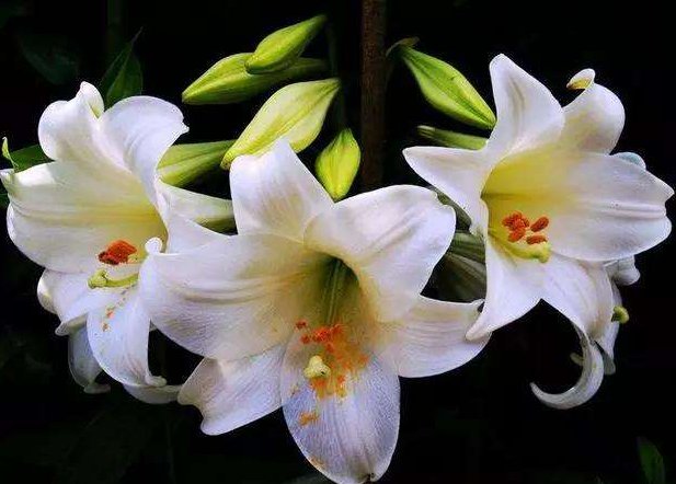 送女性4朵什么花代表什么意思？