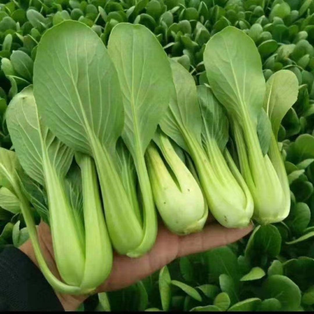 男子在非洲把“上海青”种成了“万年青”，他到底是如何做到的？