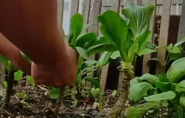 在非洲，男子把上海青种成了万年青，他究竟是如何做到的？