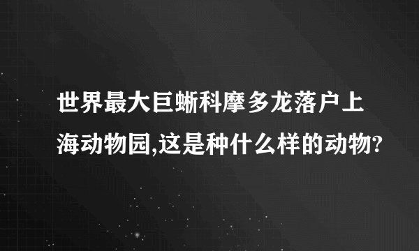 世界最大巨蜥科摩多龙落户上海动物园,这是种什么样的动物?