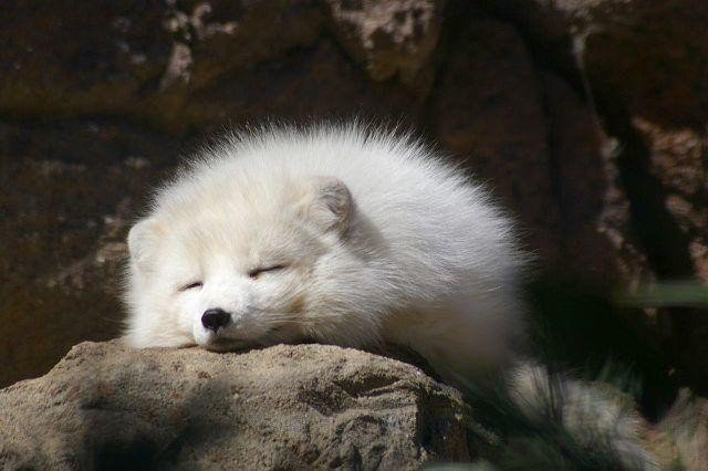 陈瑞《白狐》歌词