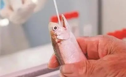 厦门集美实行人物同检，渔民检测完鱼虾也要做核酸，这一举措有何科学依据？