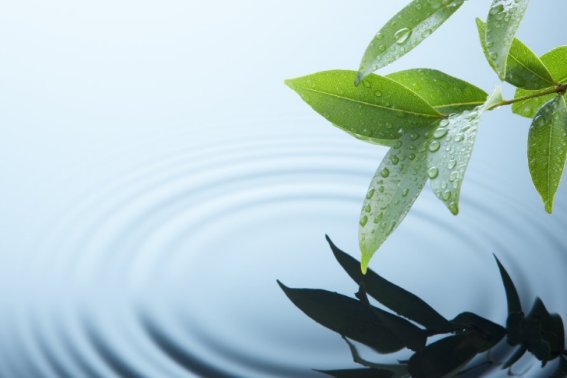 淡雅什么意思解释