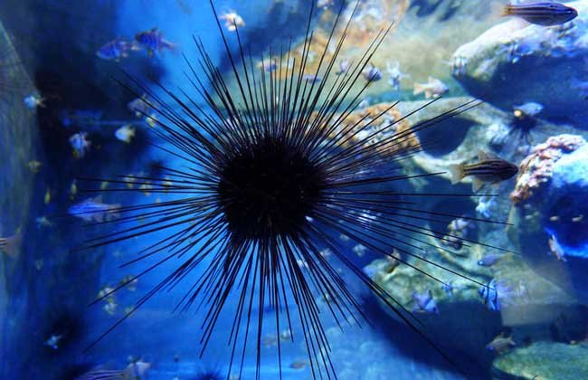 日本北海道9成海胆死亡空壳遍布海滩，这究竟是什么原因导致的？