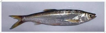 经常在水面上游来游去的什么鱼?野生的