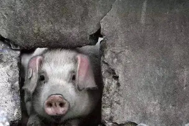 四川泸定地震中的“猪坚强”：被救起时正在游泳！每个生命是否都该被救？