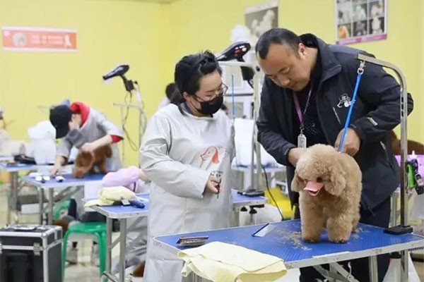 派多格宠物学校学费大概多少