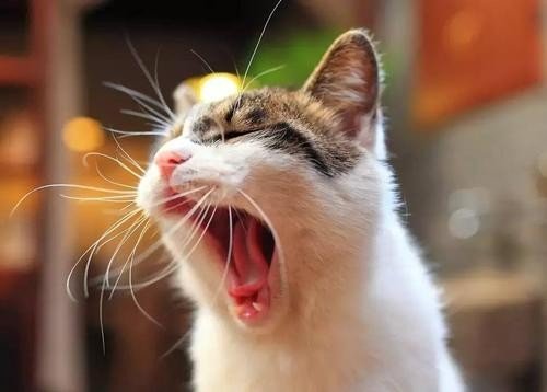 为什么有些猫一年四季都要叫春？