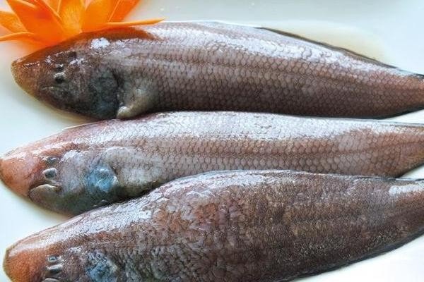 龙利鱼与鳎目鱼的区别