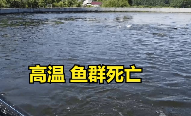 四川绵阳高温停电，数万斤鱼缺氧死亡漂满水面，造成的损失谁来承担？