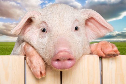 2023全国最近猪瘟情况