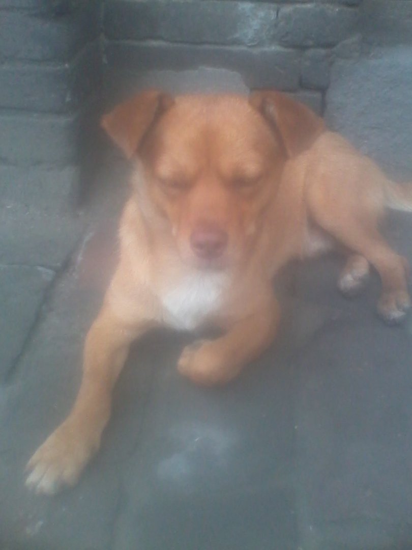 日狗狗的图片大全