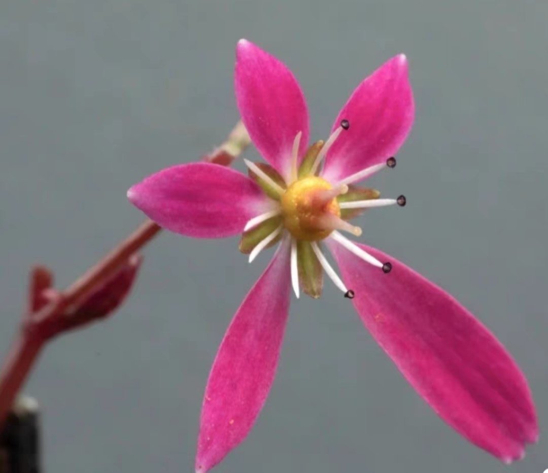 请教大师，这是什么花？