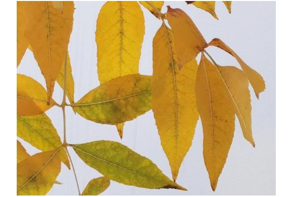 解落什么秋叶能开什么月花