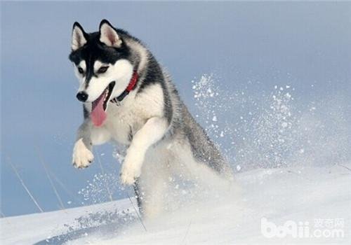 哈士奇是什么品种的狗?