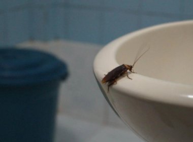 徐州一男子称在饭店吃出蟑螂，饭店的老板是如何处理此事的？