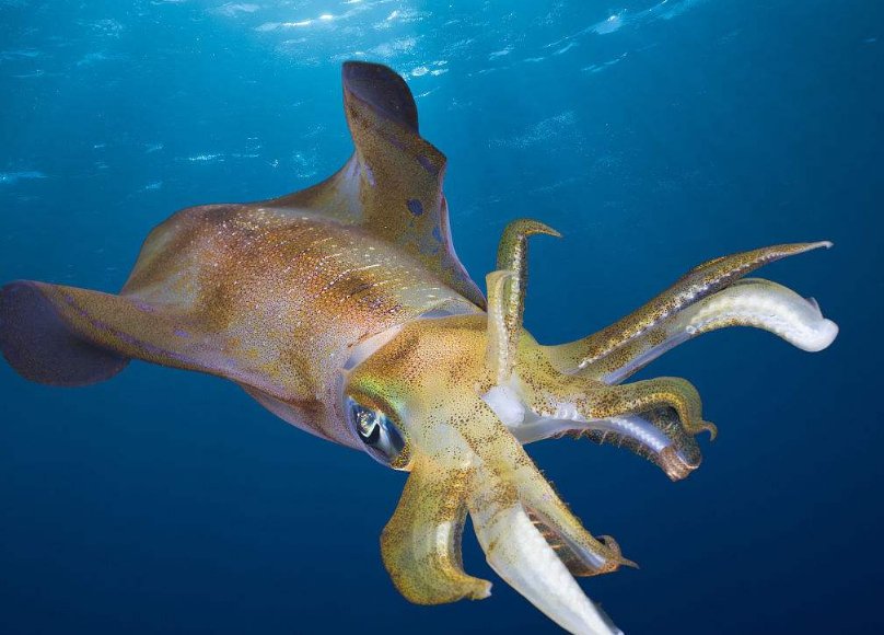 什么动物能变色