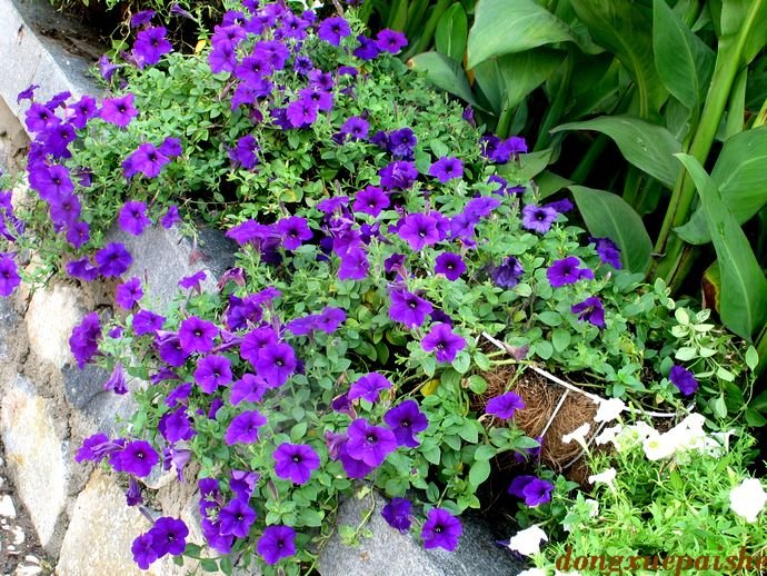 矮牡丹的形态特征