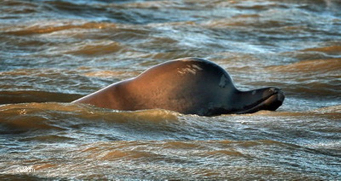 北瓶鼻鲸的生长繁殖