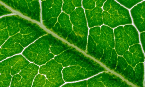 叶绿素荧光fv/fm高代表什么？