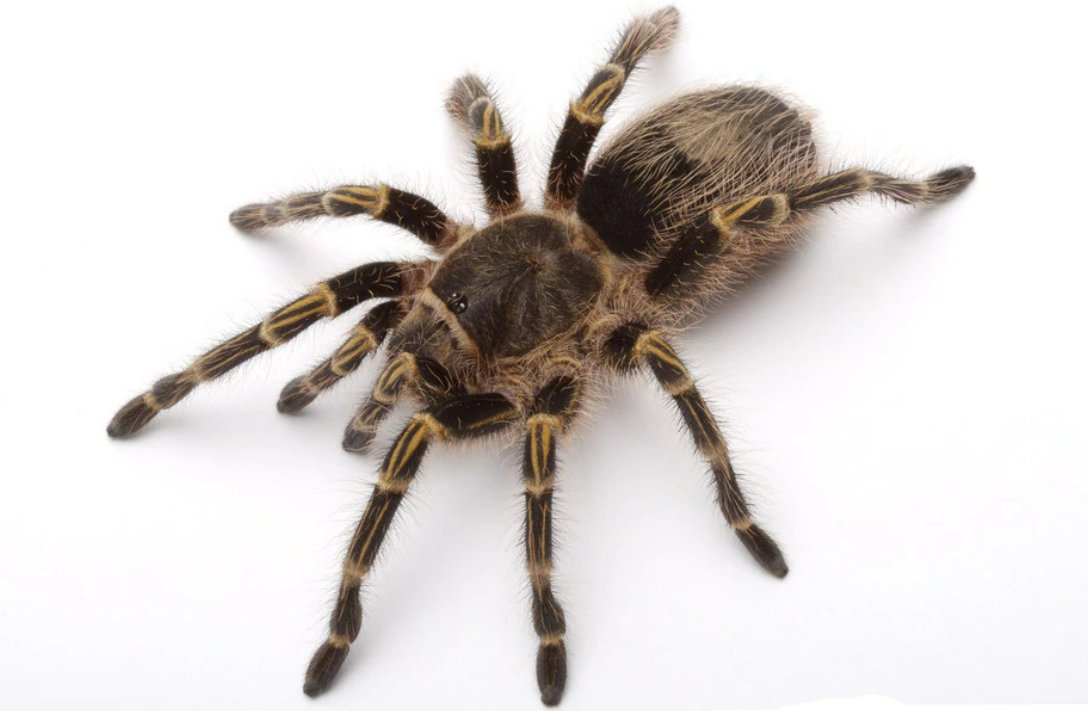 像乌龟 像蜘蛛 这个是什么东西?