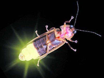 科研人员在云南发现三个萤火虫新种，萤火虫的生活习性是什么？