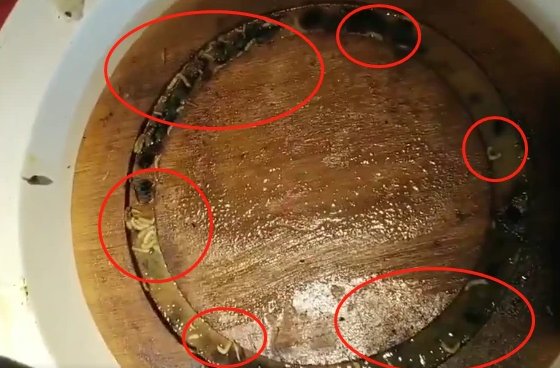 浙江牛排连锁餐厅吃出活蛆？