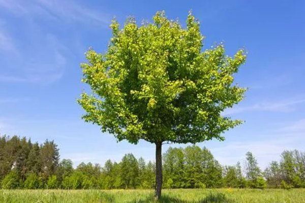 植物10首很短的现代诗四年级