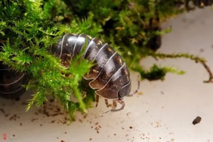 光照对鼠妇的生活有影响吗作出假设