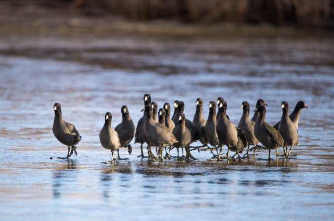 物以类聚比喻什么动物