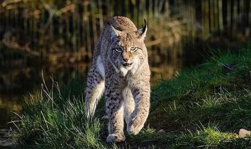 雪豹的尾巴和它们的身子几乎一样长，它的长尾巴究竟有什么用？