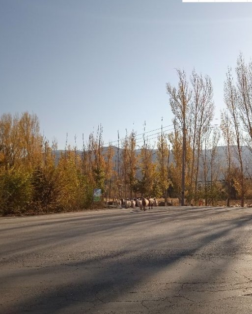 荒野中的羊圈，都市边缘的牧羊人，是什么样的呢？