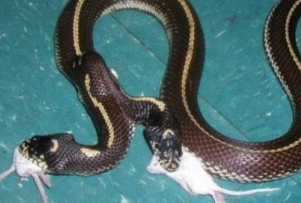 世界上最多头的蛇