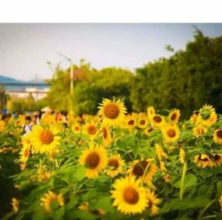 南职的校花是什么花