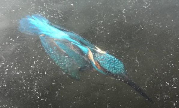 翠鸟抓鱼遭冰封是什么原因造成的？