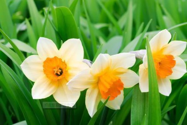 岁月如梭的优美句子