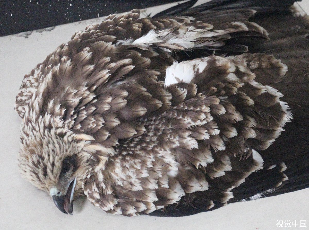 巨大老鹰从海中抓起一头鲨鱼，老鹰会食用鲨鱼吗？