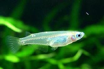 经常在水面上游来游去的什么鱼?野生的