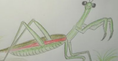 螳螂初号机怎么画