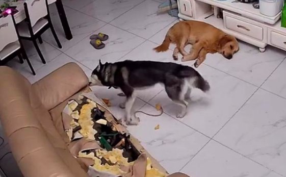 哈士奇把主人77岁的奶奶气进医院，它都做了什么？