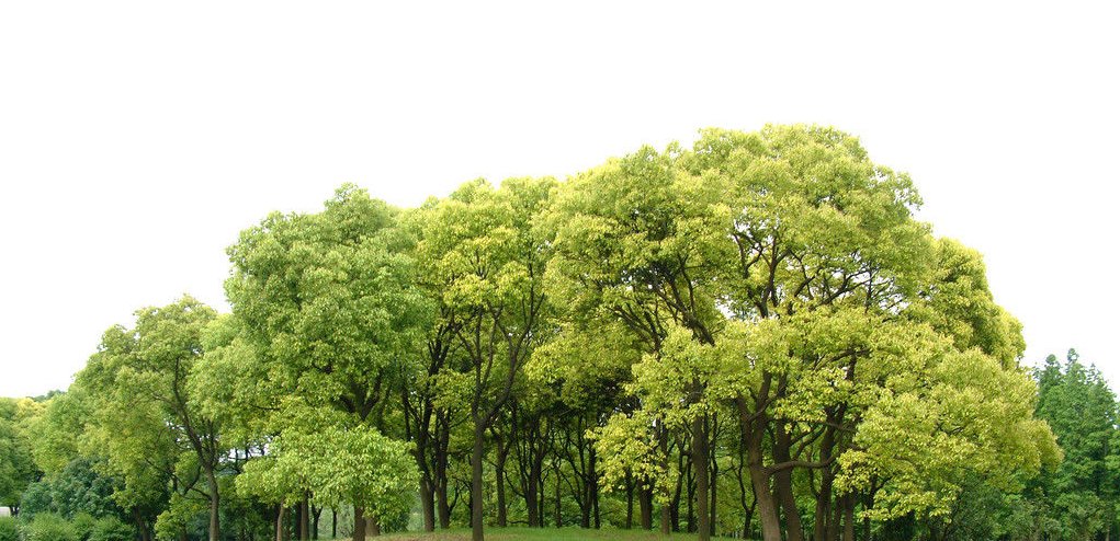 树木分为哪四类？