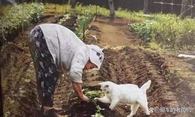 奶奶干农活，一猫一狗在旁乖巧陪伴，家里有这么乖的宠物是什么感受呢？