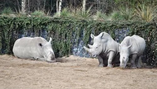 世界上现存最后一只的是什么动物？